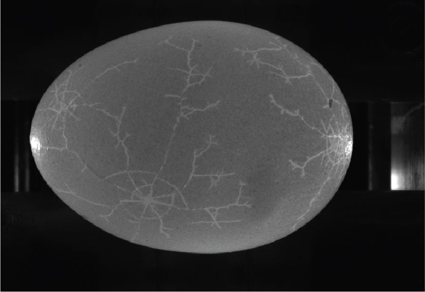 An AI algorithm is triggered by a vision program written in Emergent's eSDK that allows analysis of 16 images. The system architecture allows fast processing to ensure eggs are inspected quickly.